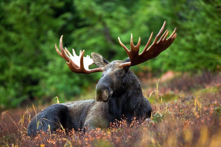 moose-70254 1920