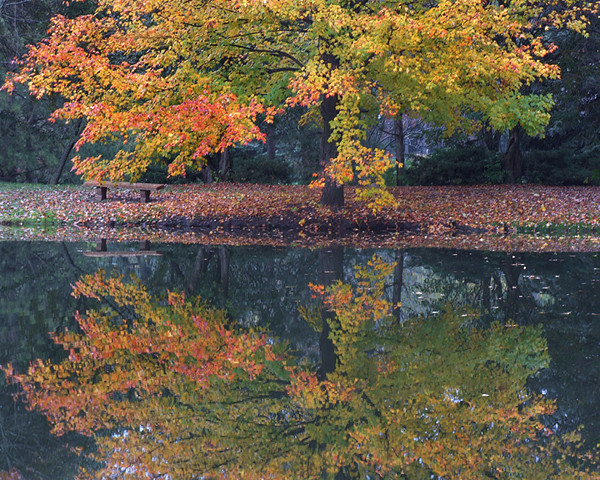 Autumn Splendor