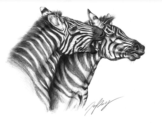 Zebras