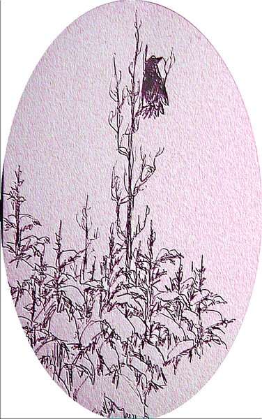 lone crow