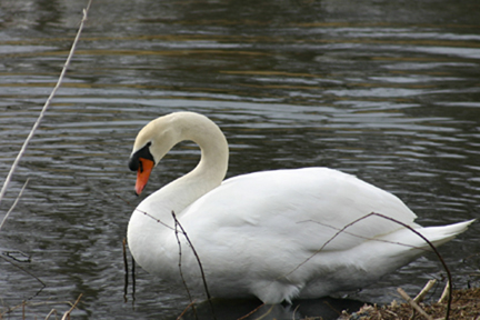 swan