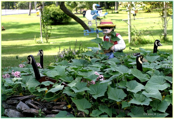 Dad's Cucumbers