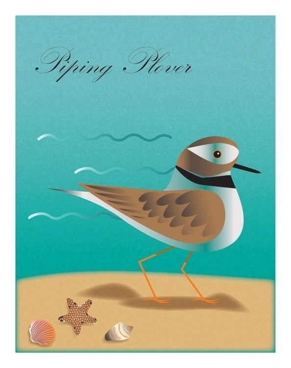Piping Plover