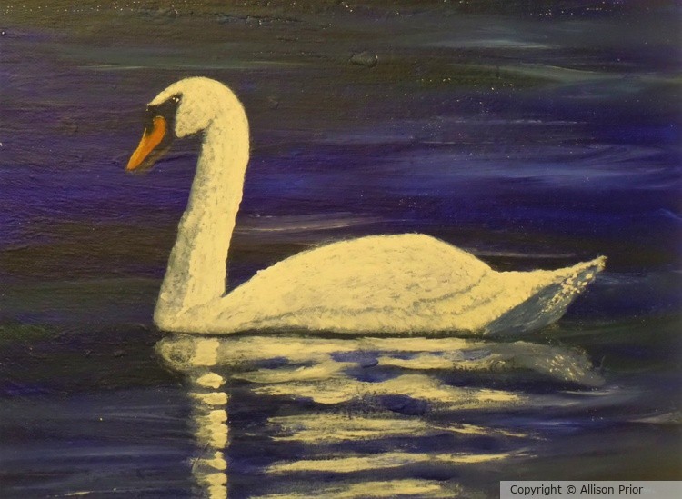 White Swan on Black Water