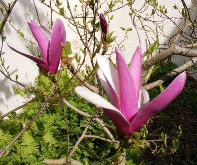 Tulip Tree