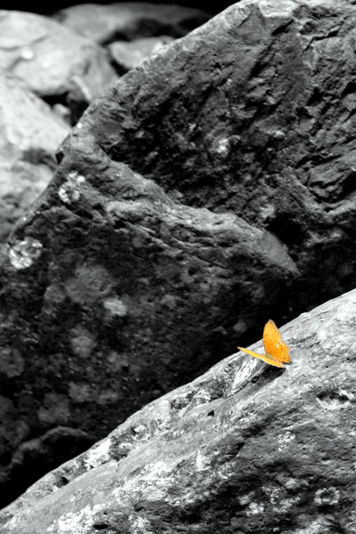 Flutterby