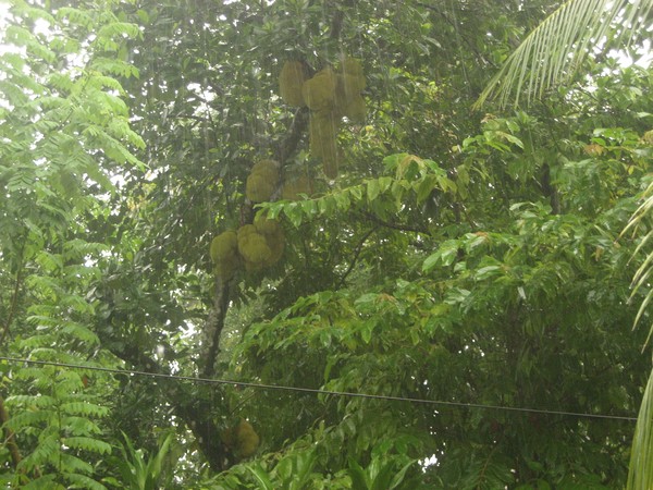 Monsoon