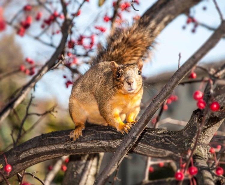 Squirrel 