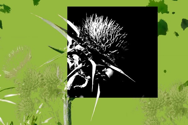 Thistle 3