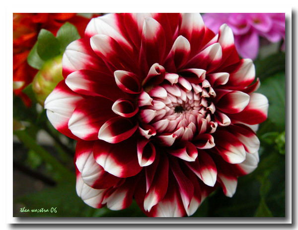 Beauty on my table