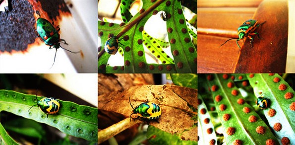 bugs