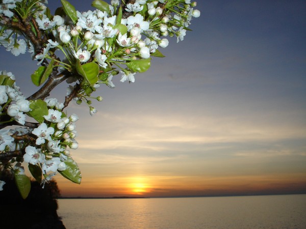 blossum sunset
