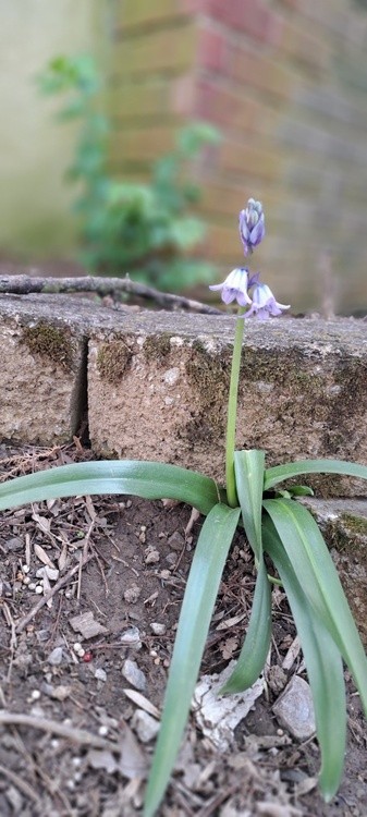 Just a small bluebell flower 