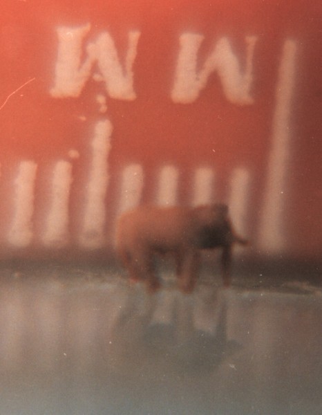 world's smallest elephant