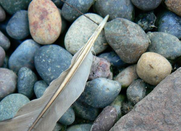 Feather