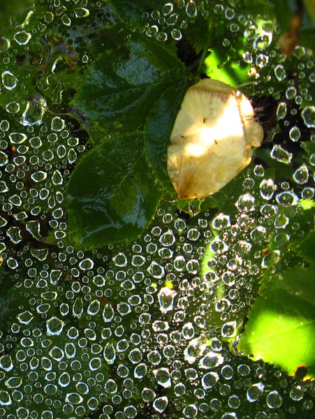 Dew