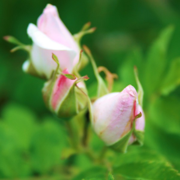 Rose Babies