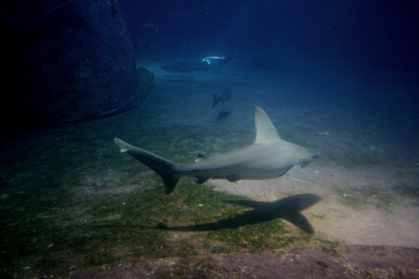 Shark pool