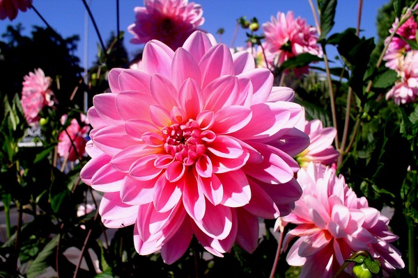 Pink Dahlias