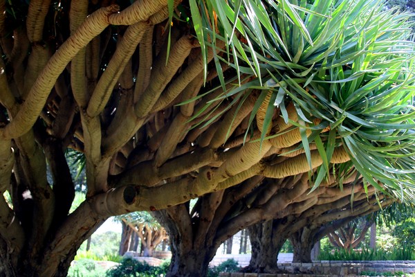 Dragon Tree