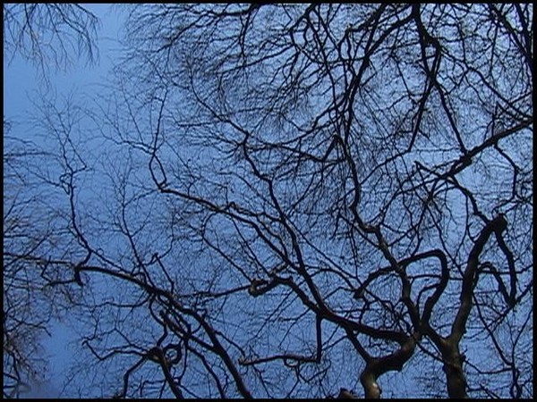 308. Winter Tracery...