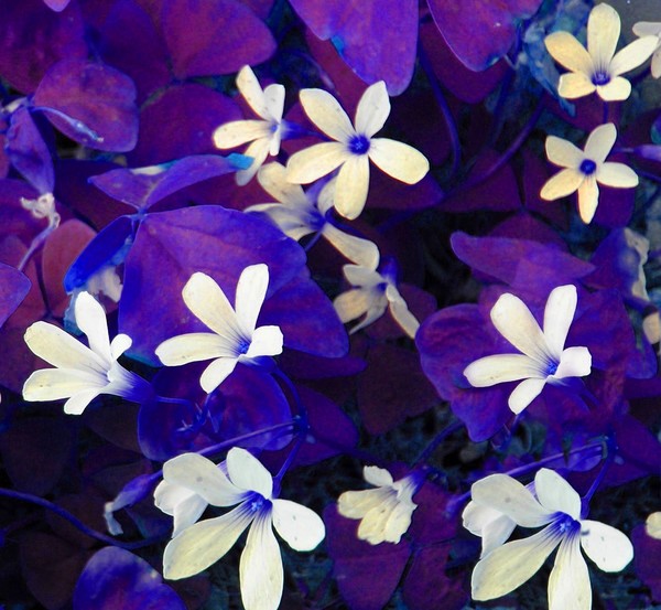 fleurs lumineuses