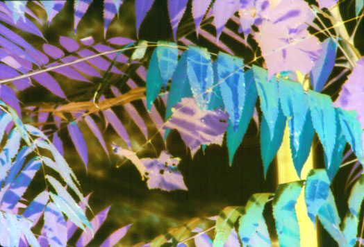 colorful leaves