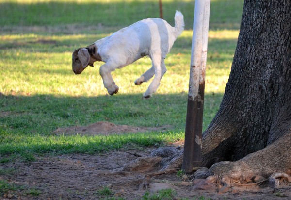 Levitation with David Coppergoat