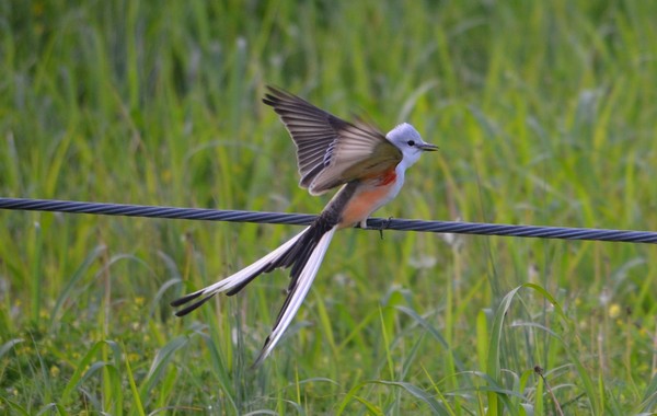 Scissortail