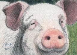 Pig - ACEO
