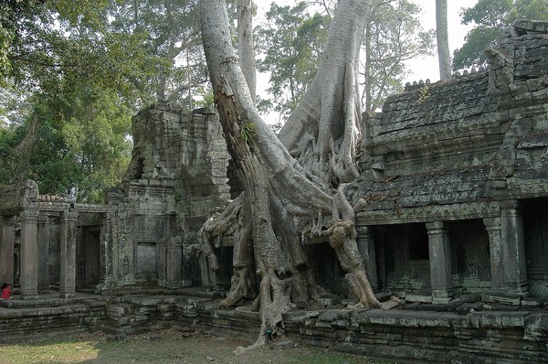 Two trees