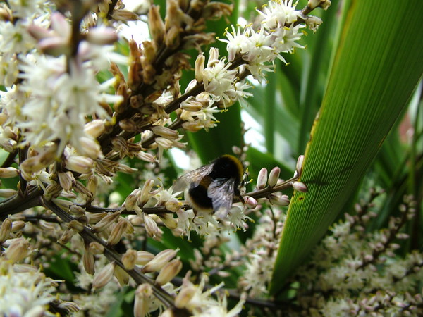 Honey Bee