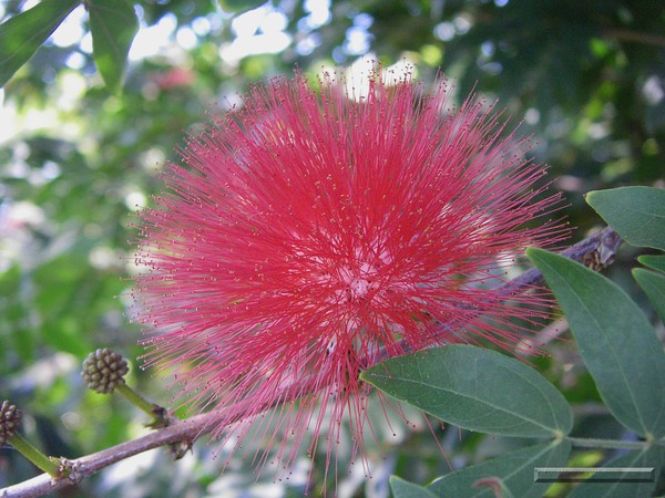 Bottlebrush