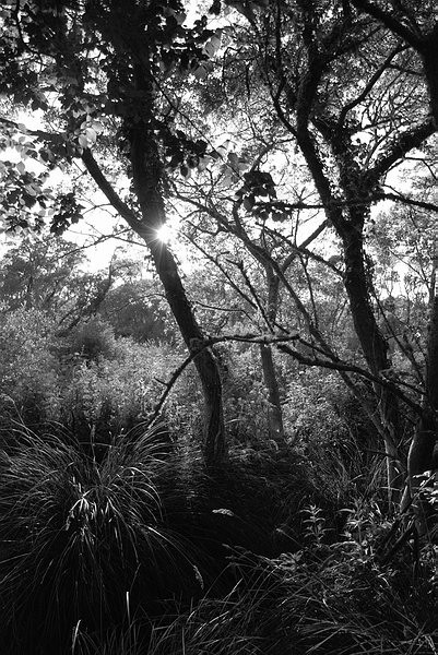 Trébeurden: les marais de Quellen