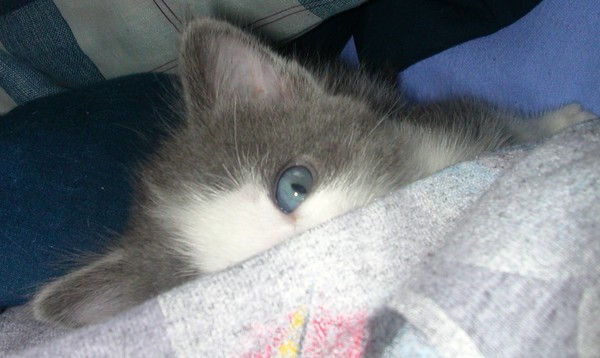 Chester Peek