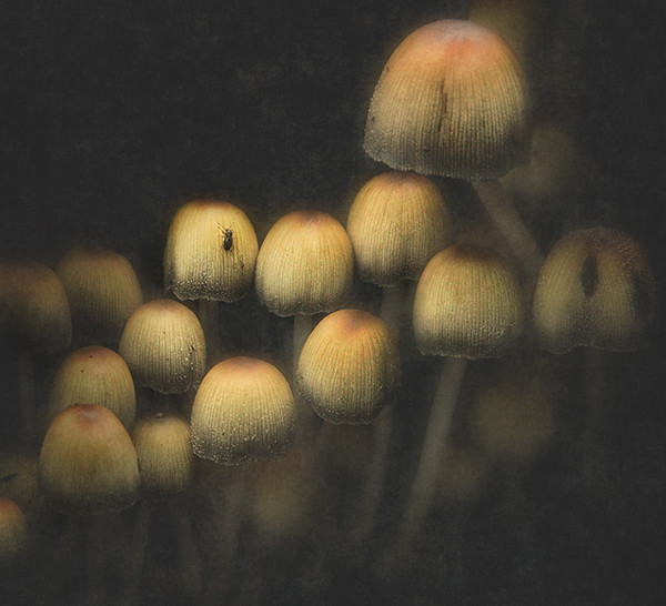 Bug and Tood Stools