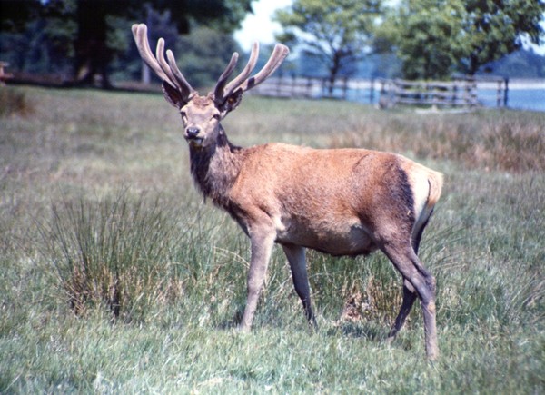 Stag