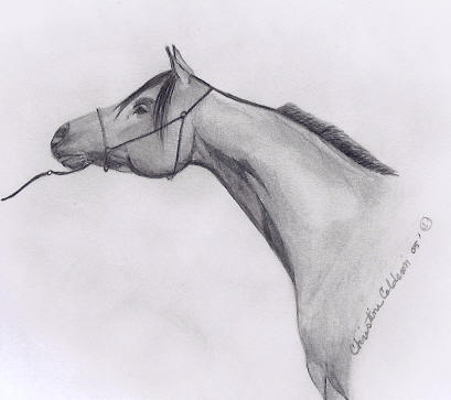 Bay Arabian