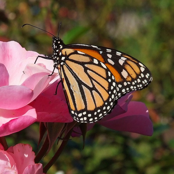 April Monarch