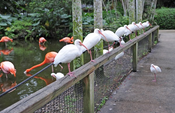 Flamingos and White Ibis