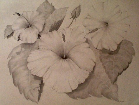 Hibiscus