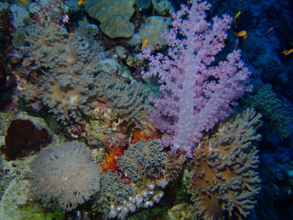 Mix of red sea corals