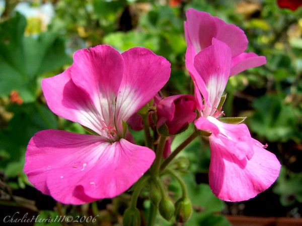 Pink Flowers