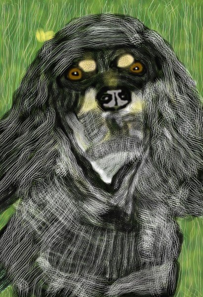 Spaniel