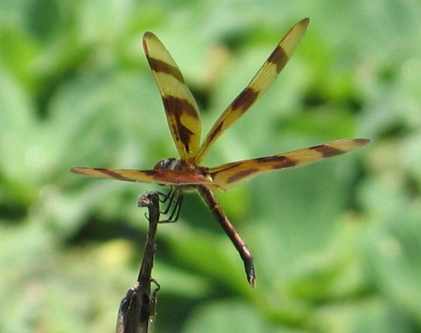 4 Winged dragonfly.