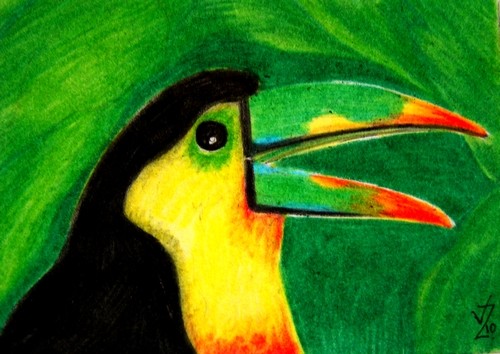 Toucan