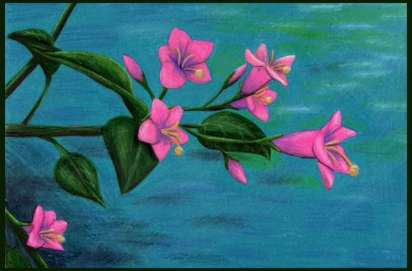 Pink Flowers