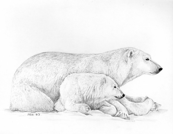 Polar Bears