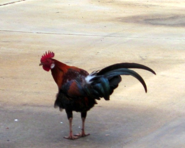 Hawaiian Rooster