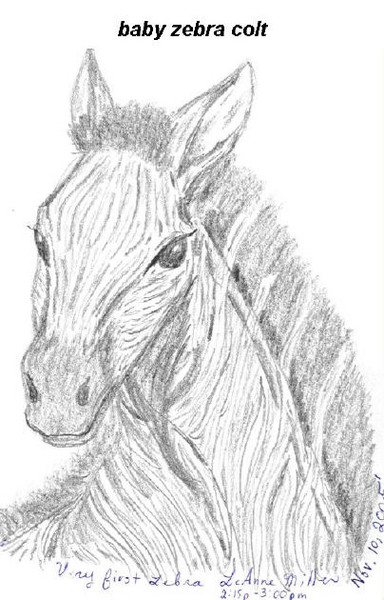 Baby Zebra